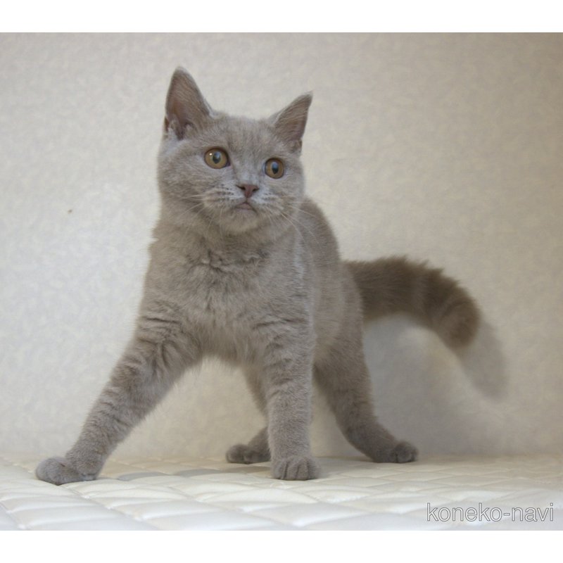 販売中の静岡県のブリティッシュショートヘア-116520の2枚目